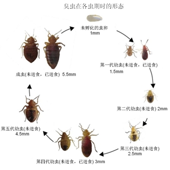 工厂员工宿舍有臭虫怎么办